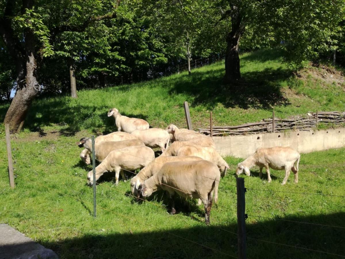 Landhof Ella - Ferienhaus Vor Den Toren Salzburgs Petting 외부 사진
